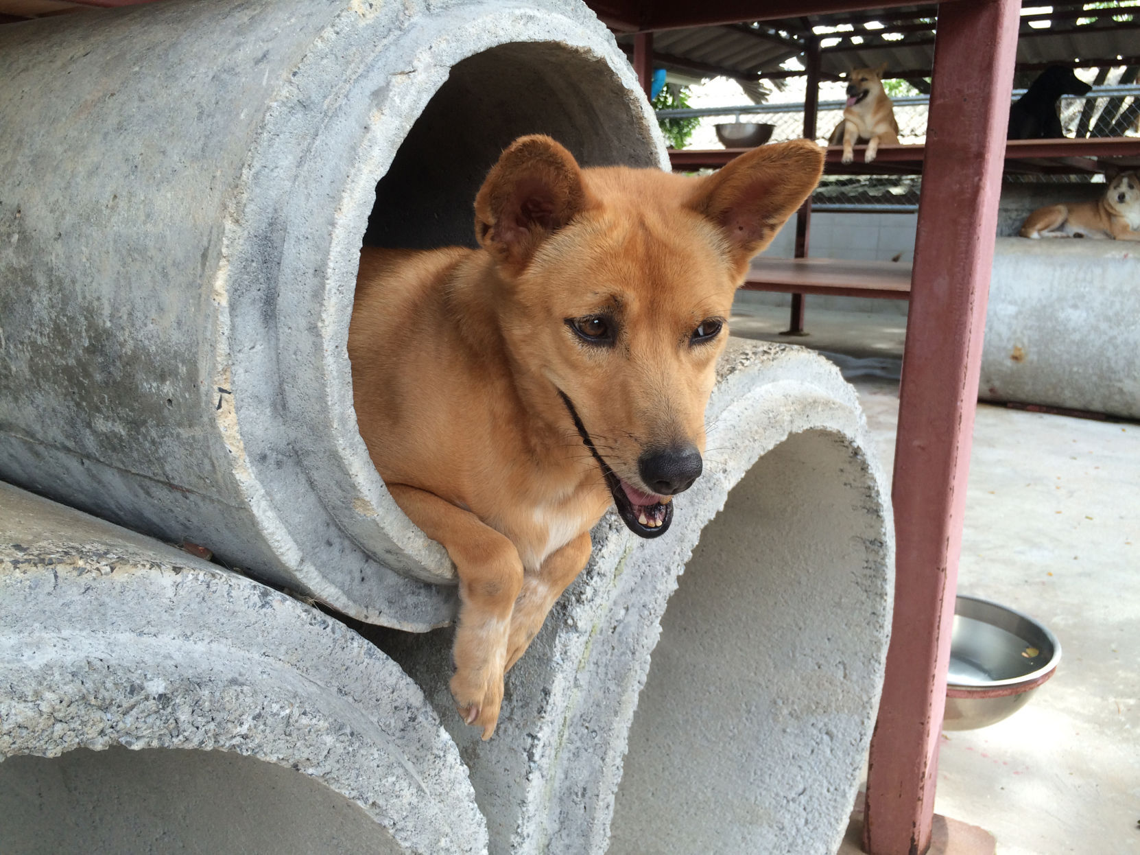 Fido or Fluffy Can Bring You a Big Health Boost foto pictures Fido or Fluffy Can Bring You a Big Health Boost